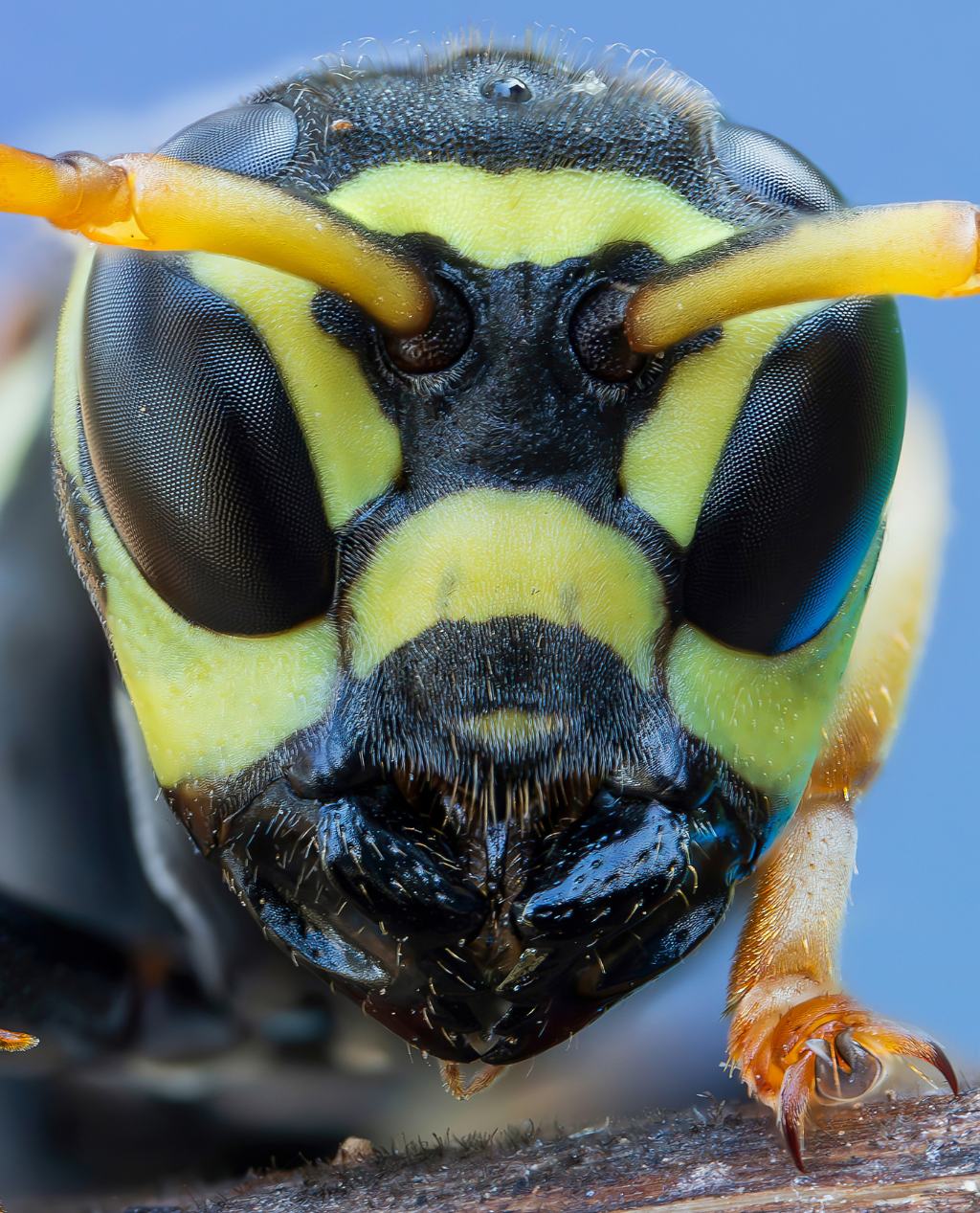 Vespidae: Polistes semenowi